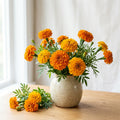 Marigold